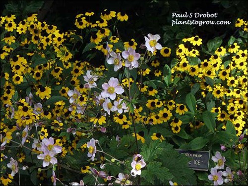 Anemone Robustissima growing along with Rudbeckia. (Sept 15)